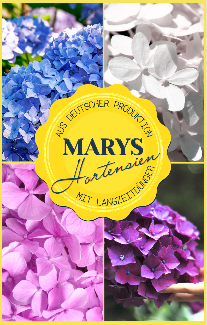 Marys Hortensien